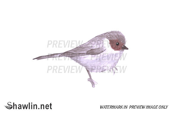 American Bushtit Watercolor