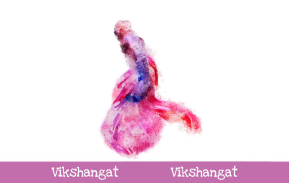 Fighter Betta Fish Watercolor Art and Illustrations