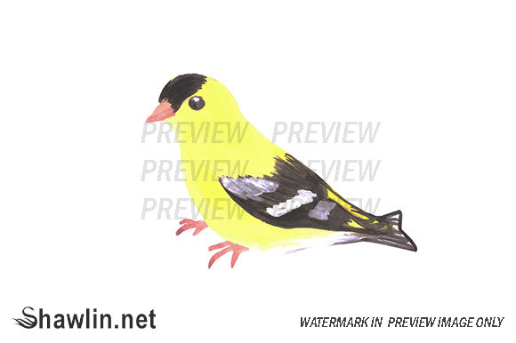 Goldfinch Bird Watercolor Illustrations