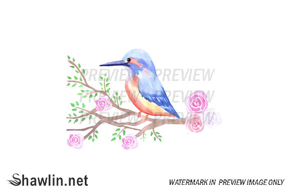 Kingfisher Roses Watercolor Illustrations