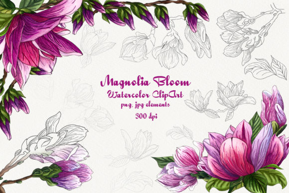 Magnolia Bloom Watercolor Clip Art and Illustrations