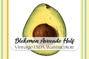 Vintage Blakeman Avocado Half Watercolor Illustrations