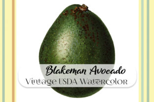 Vintage Blakeman Avocado Watercolor Illustrations