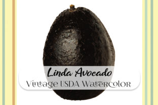 Vintage Linda Avocado Watercolor Illustrations