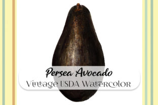 Vintage Persea Avocado Watercolor Illustrations