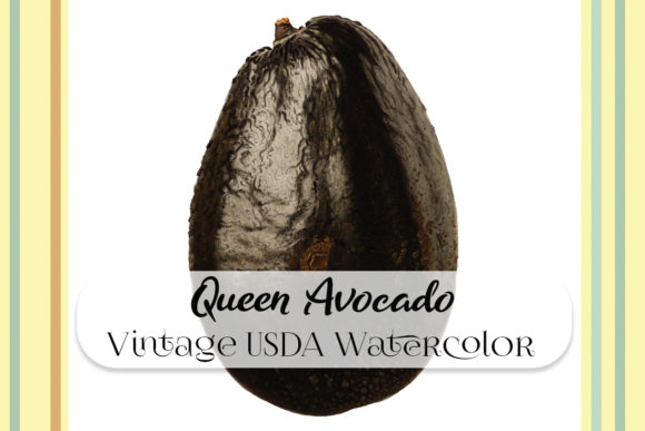 Vintage Queen Avocado Watercolor Illustrations