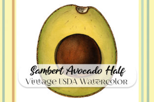 Vintage Sambert Avocado Half Watercolor Illustrations