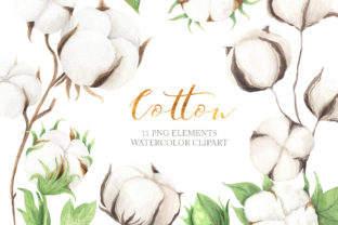 Watercolor Cotton Clipart and Illustrations