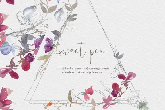 Watercolor Sweet Pea Clipart Collection and Illustrations